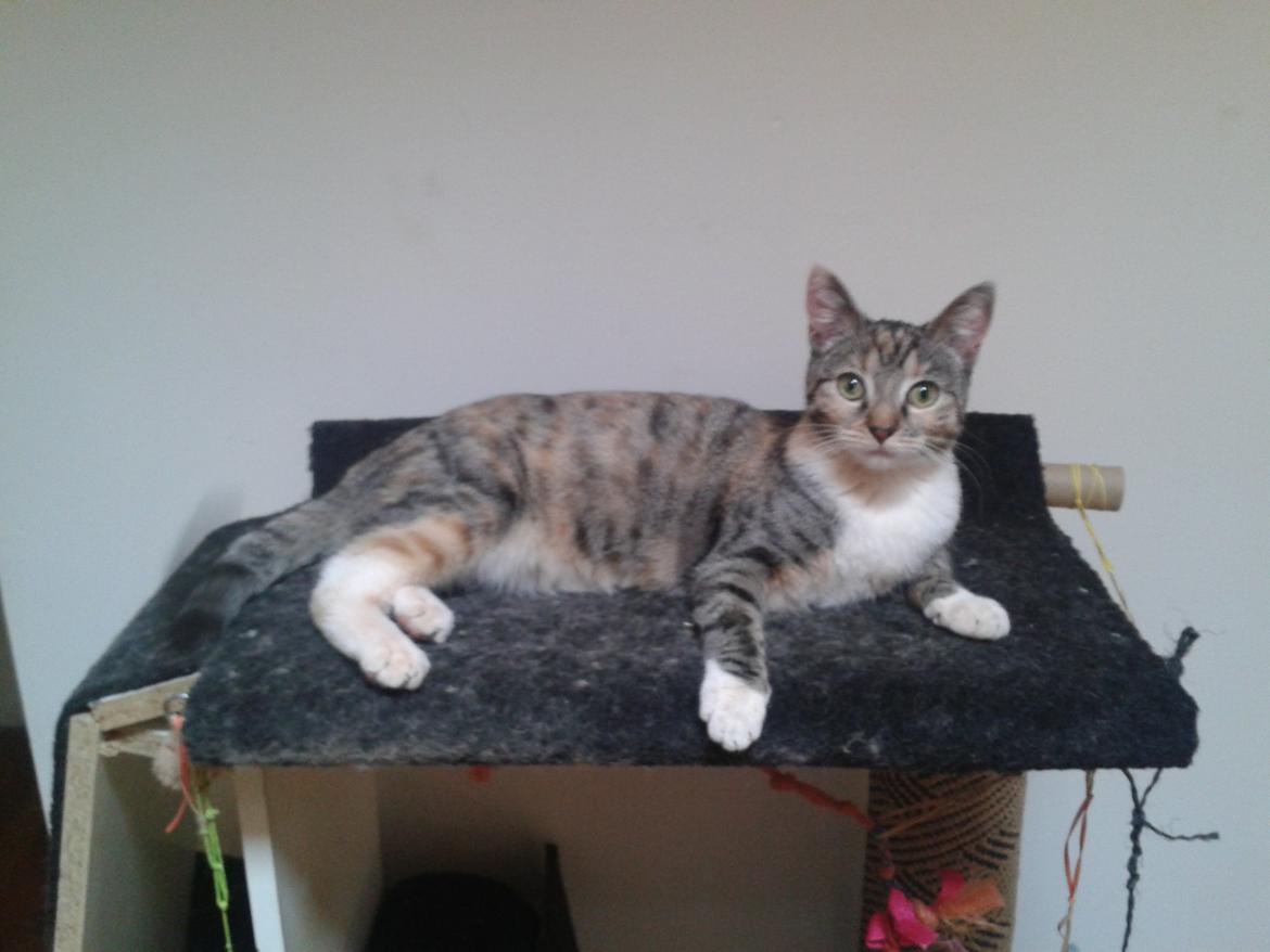 Blanding af racer Miv billede 26