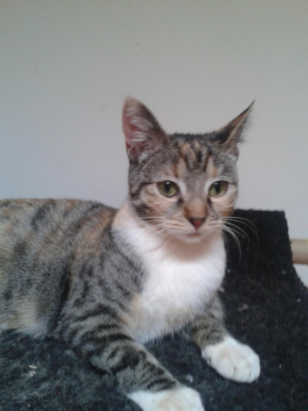 Blanding af racer Miv billede 27