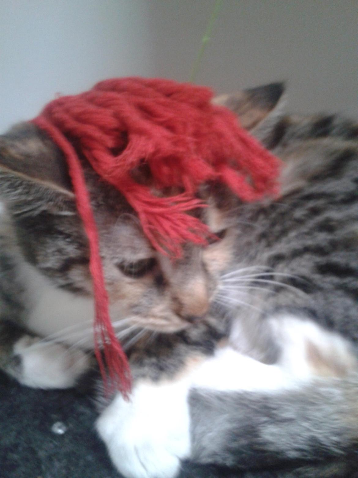 Blanding af racer Miv billede 28