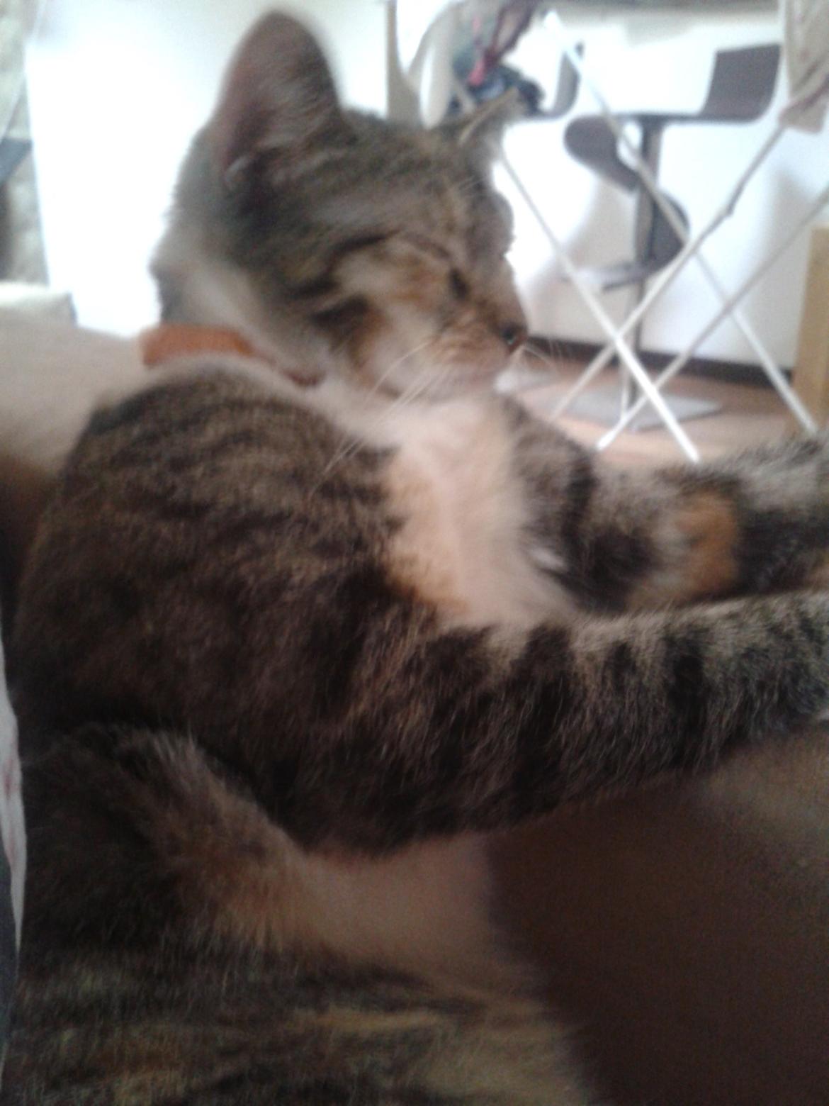 Blanding af racer Miv billede 29