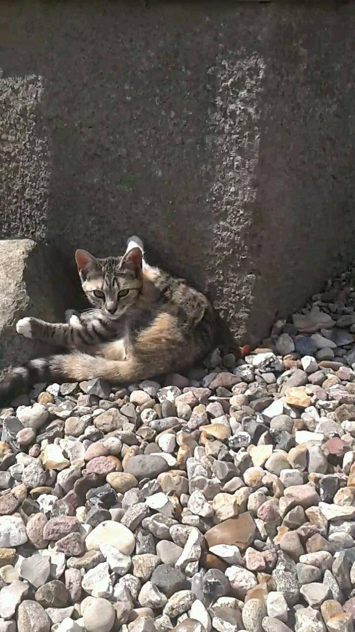 Huskat spinkel billede 19