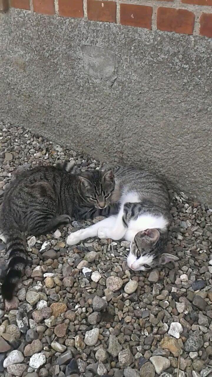 Huskat bølle billede 39