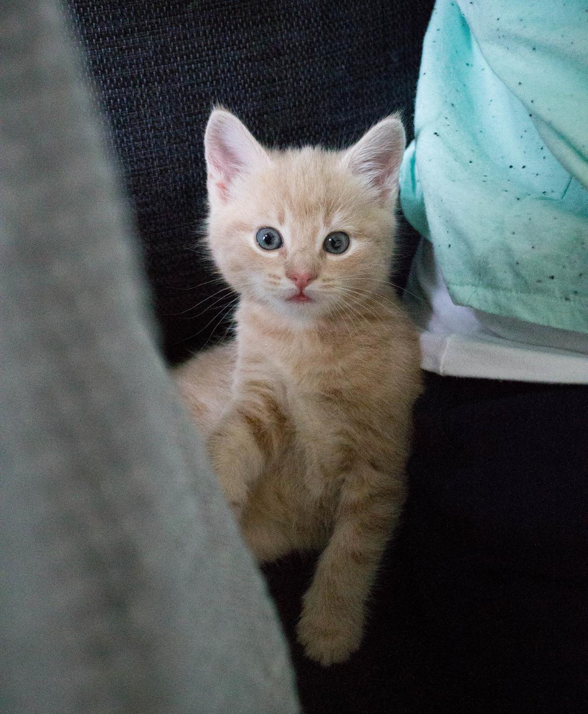 Europé Eife's Axel Hugo Theodor Theorell billede 14