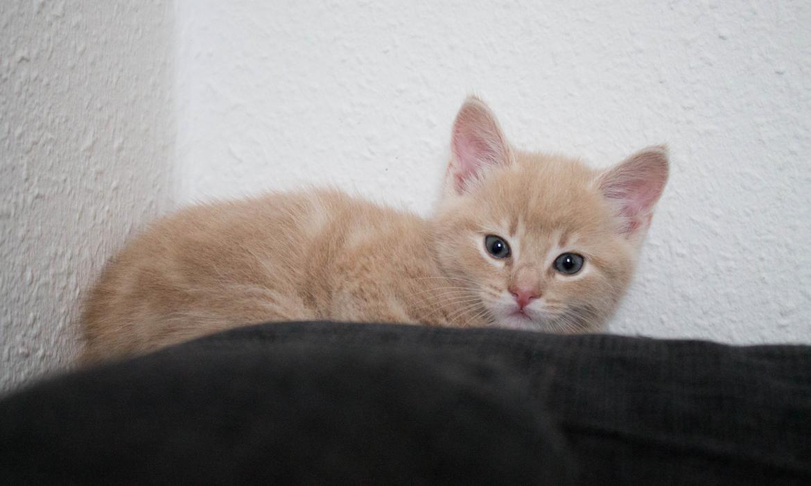 Europé Eife's Axel Hugo Theodor Theorell billede 15