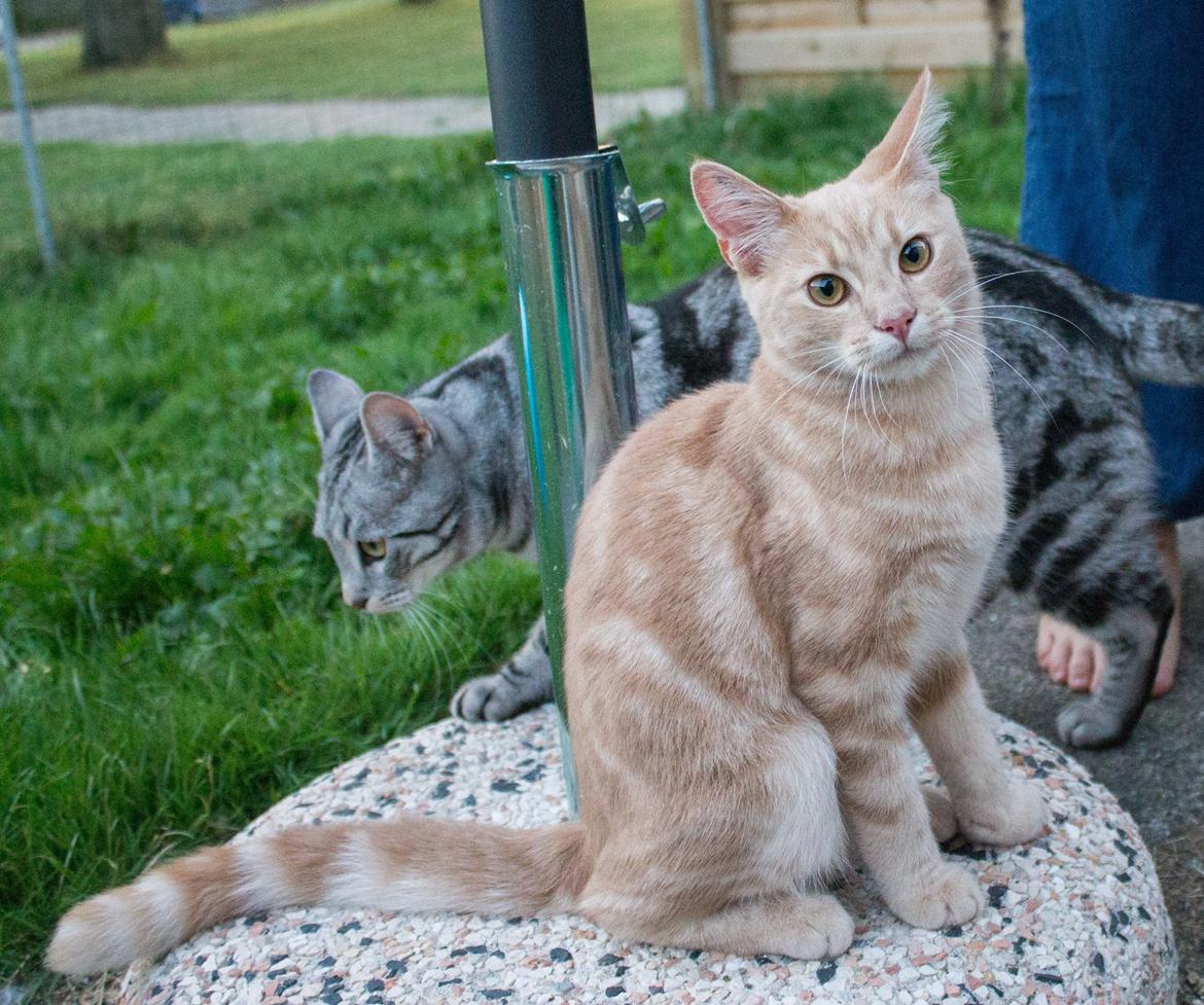 Europé Eife's Axel Hugo Theodor Theorell billede 16