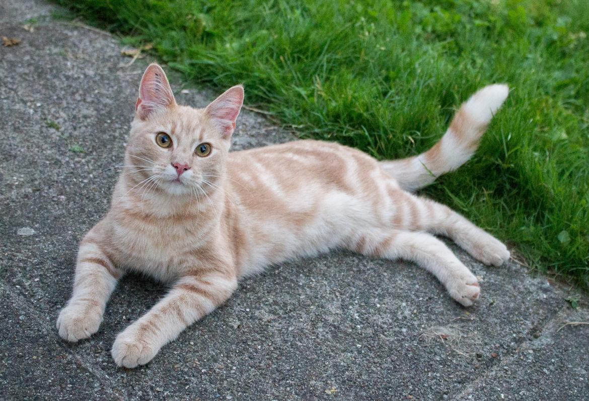 Europé Eife's Axel Hugo Theodor Theorell billede 13