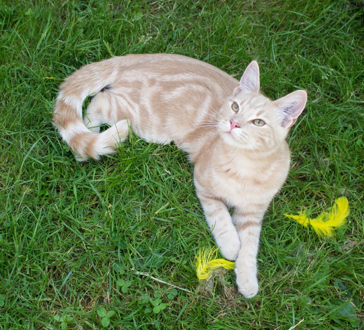 Europé Eife's Axel Hugo Theodor Theorell billede 18