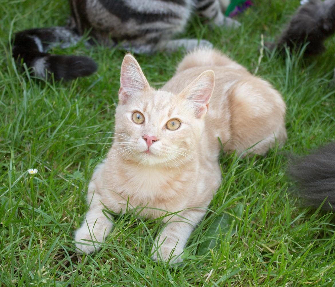 Europé Eife's Axel Hugo Theodor Theorell billede 17