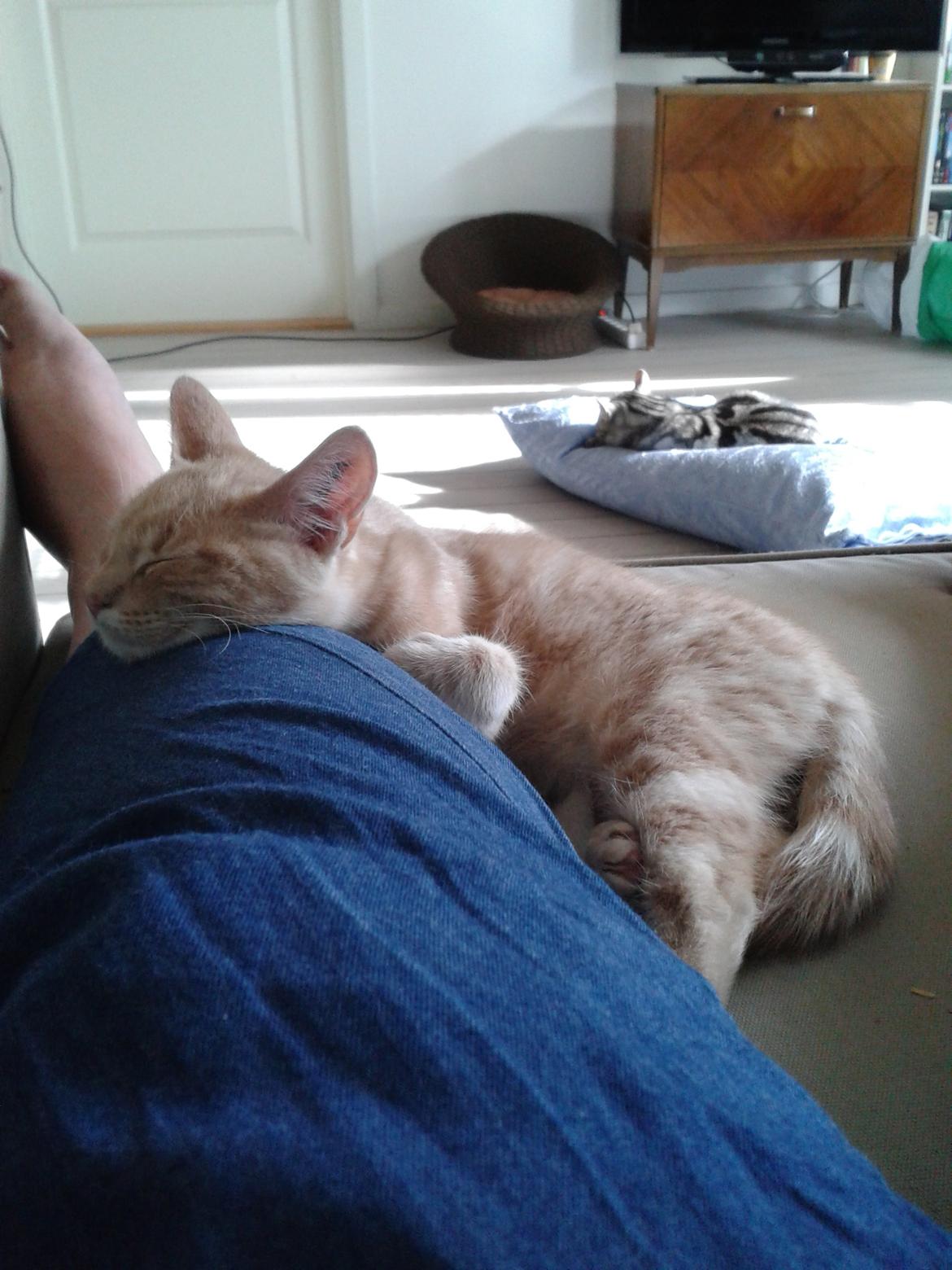 Europé Eife's Axel Hugo Theodor Theorell billede 19