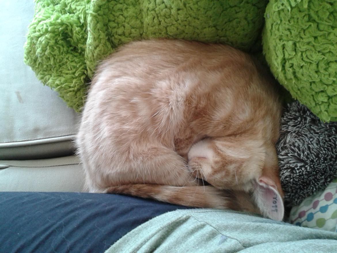 Europé Eife's Axel Hugo Theodor Theorell billede 20