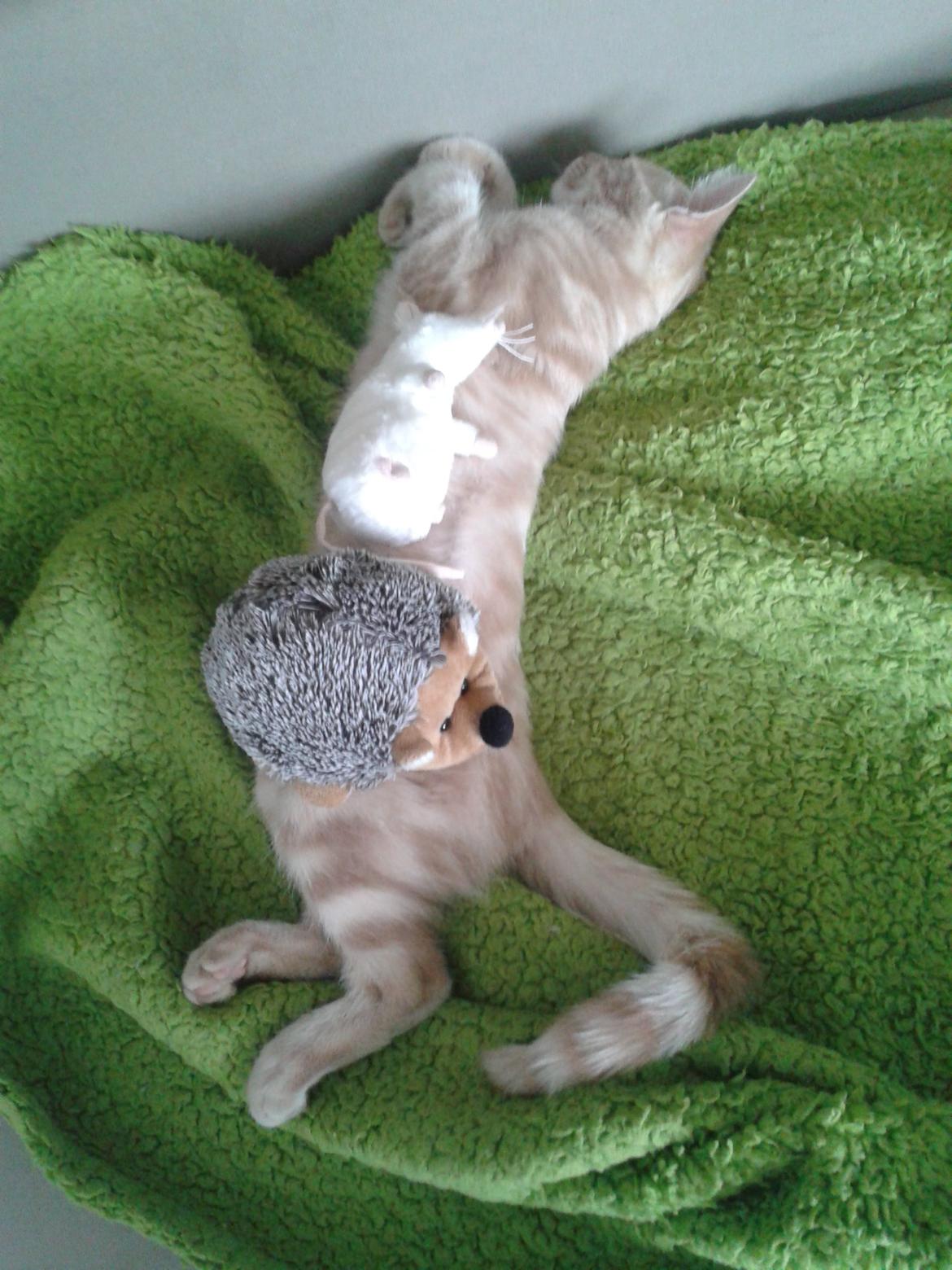 Europé Eife's Axel Hugo Theodor Theorell billede 21