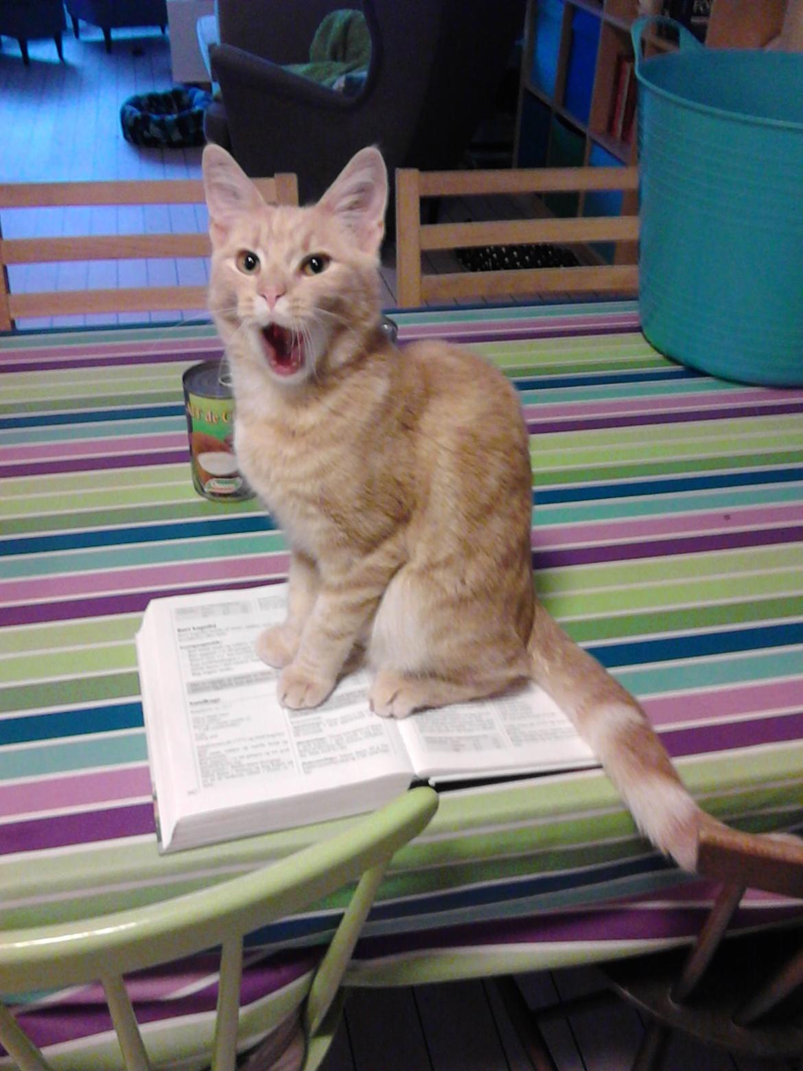 Europé Eife's Axel Hugo Theodor Theorell billede 22