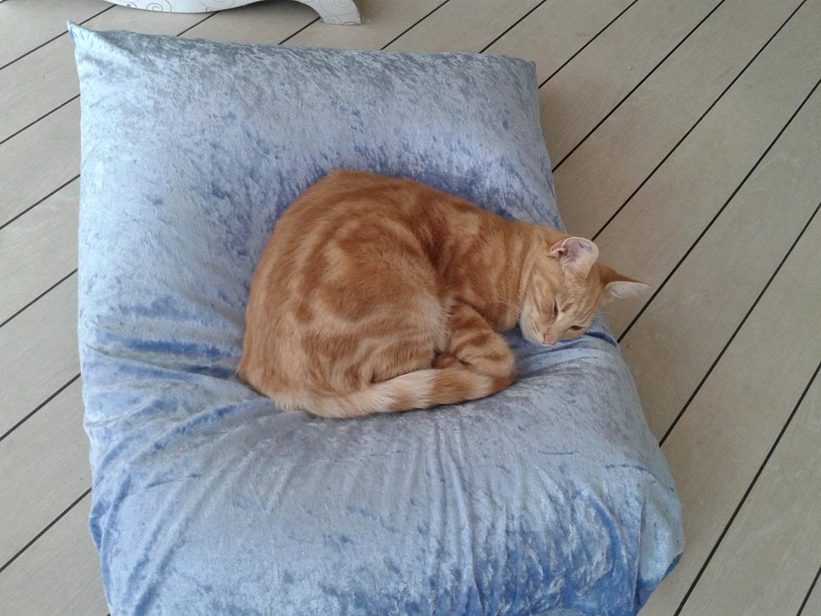 Europé Eife's Axel Hugo Theodor Theorell billede 24