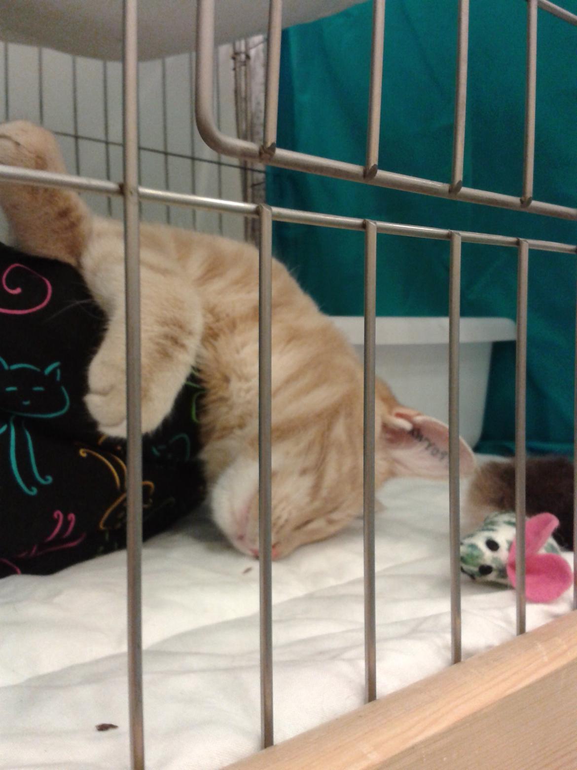 Europé Eife's Axel Hugo Theodor Theorell billede 23