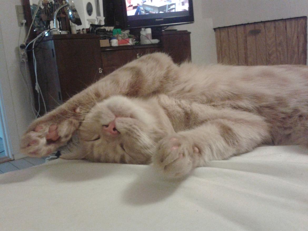 Europé Eife's Axel Hugo Theodor Theorell billede 26