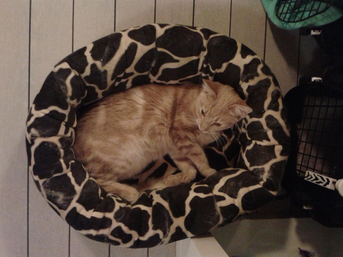 Europé Eife's Axel Hugo Theodor Theorell billede 27