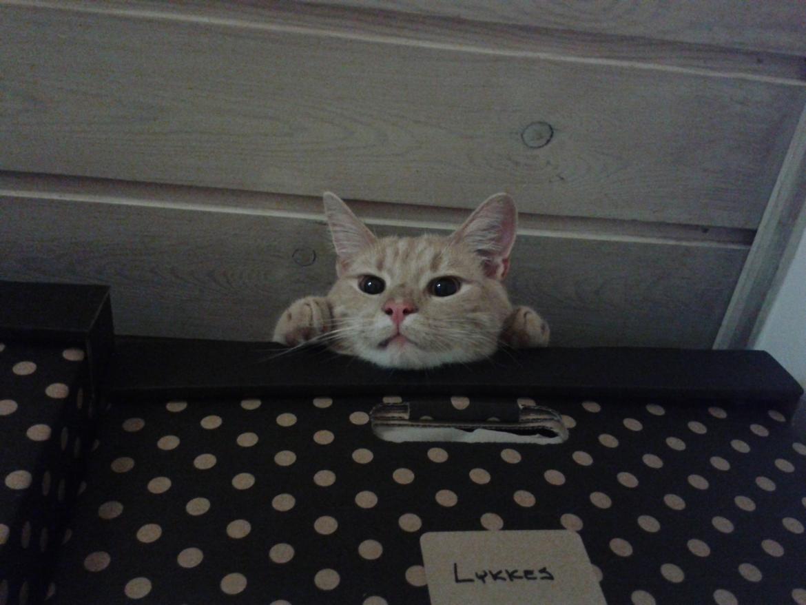 Europé Eife's Axel Hugo Theodor Theorell billede 28