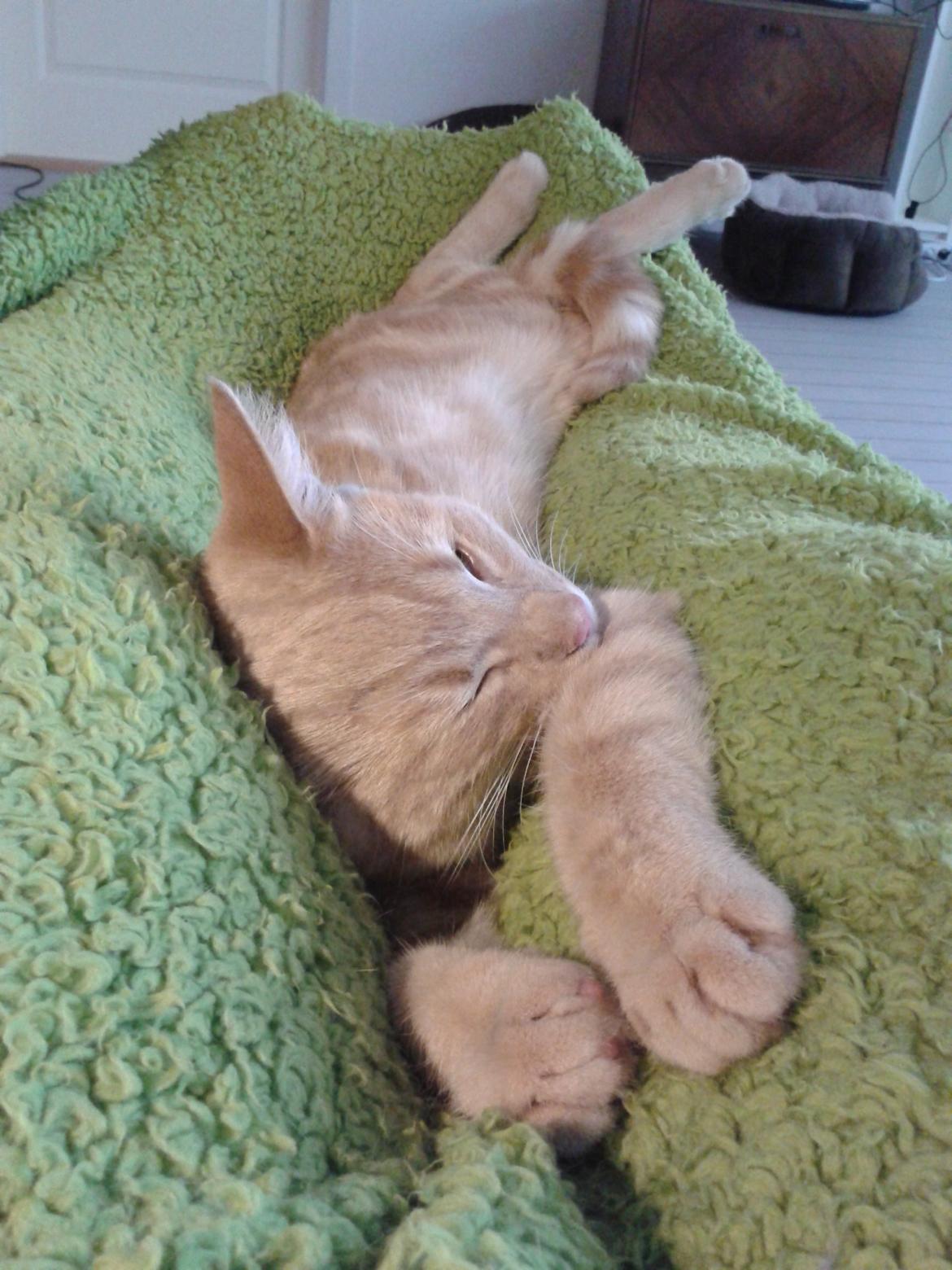 Europé Eife's Axel Hugo Theodor Theorell billede 29