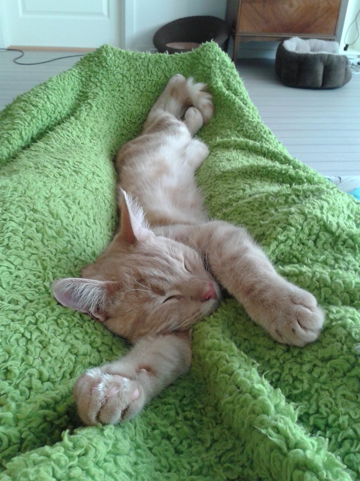 Europé Eife's Axel Hugo Theodor Theorell billede 30