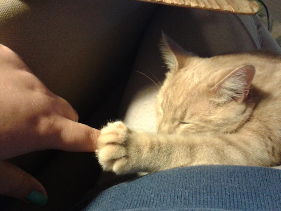 Europé Eife's Axel Hugo Theodor Theorell billede 31