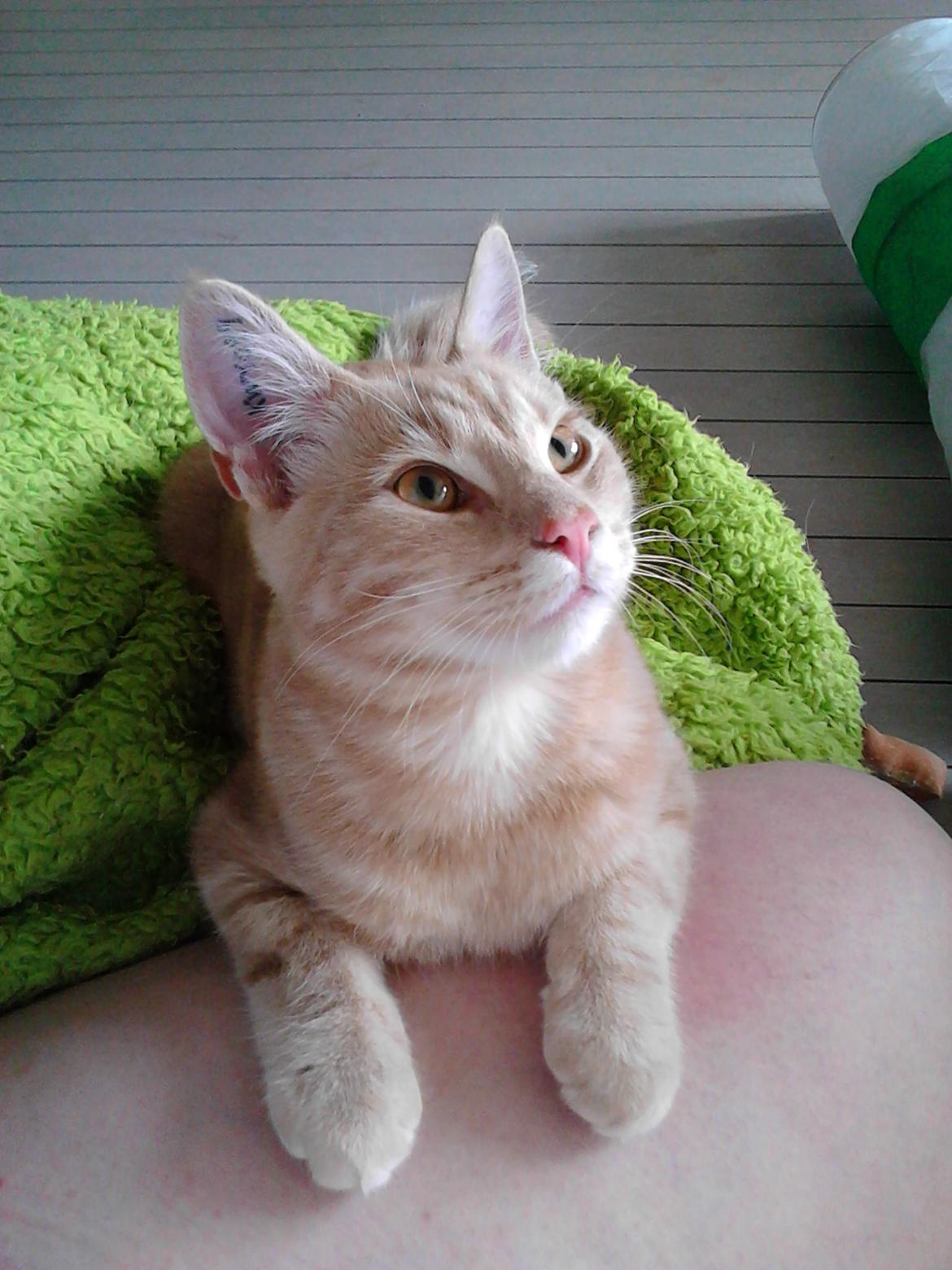 Europé Eife's Axel Hugo Theodor Theorell billede 32