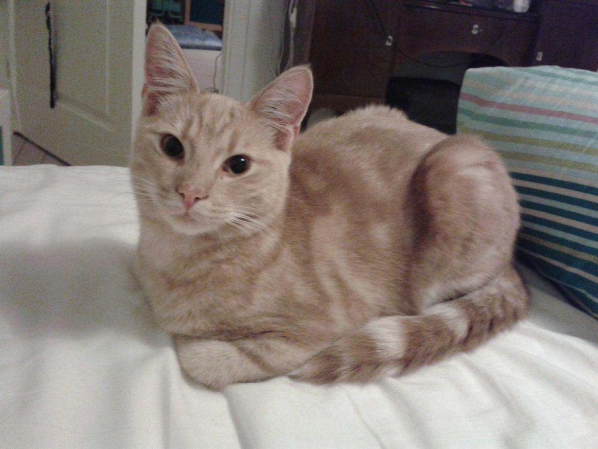 Europé Eife's Axel Hugo Theodor Theorell billede 25