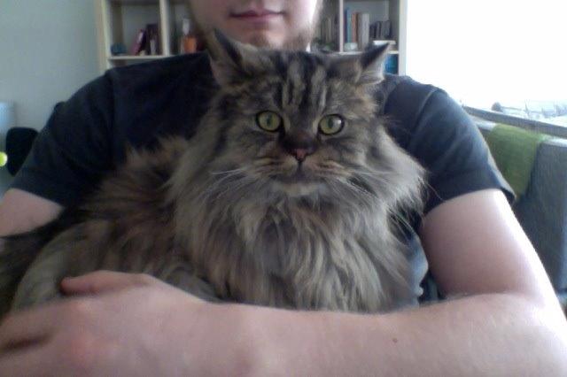 British Longhair Crazy Cute Cats Felix billede 15