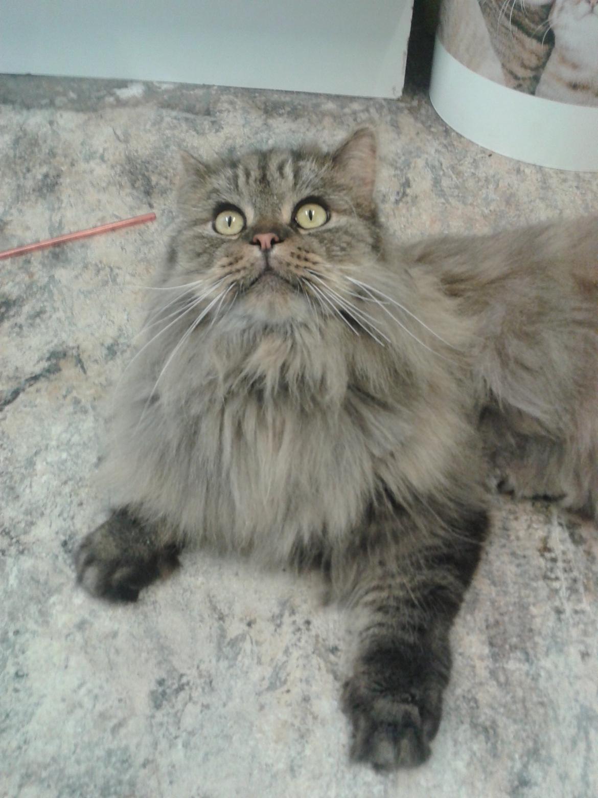 British Longhair Crazy Cute Cats Felix billede 30