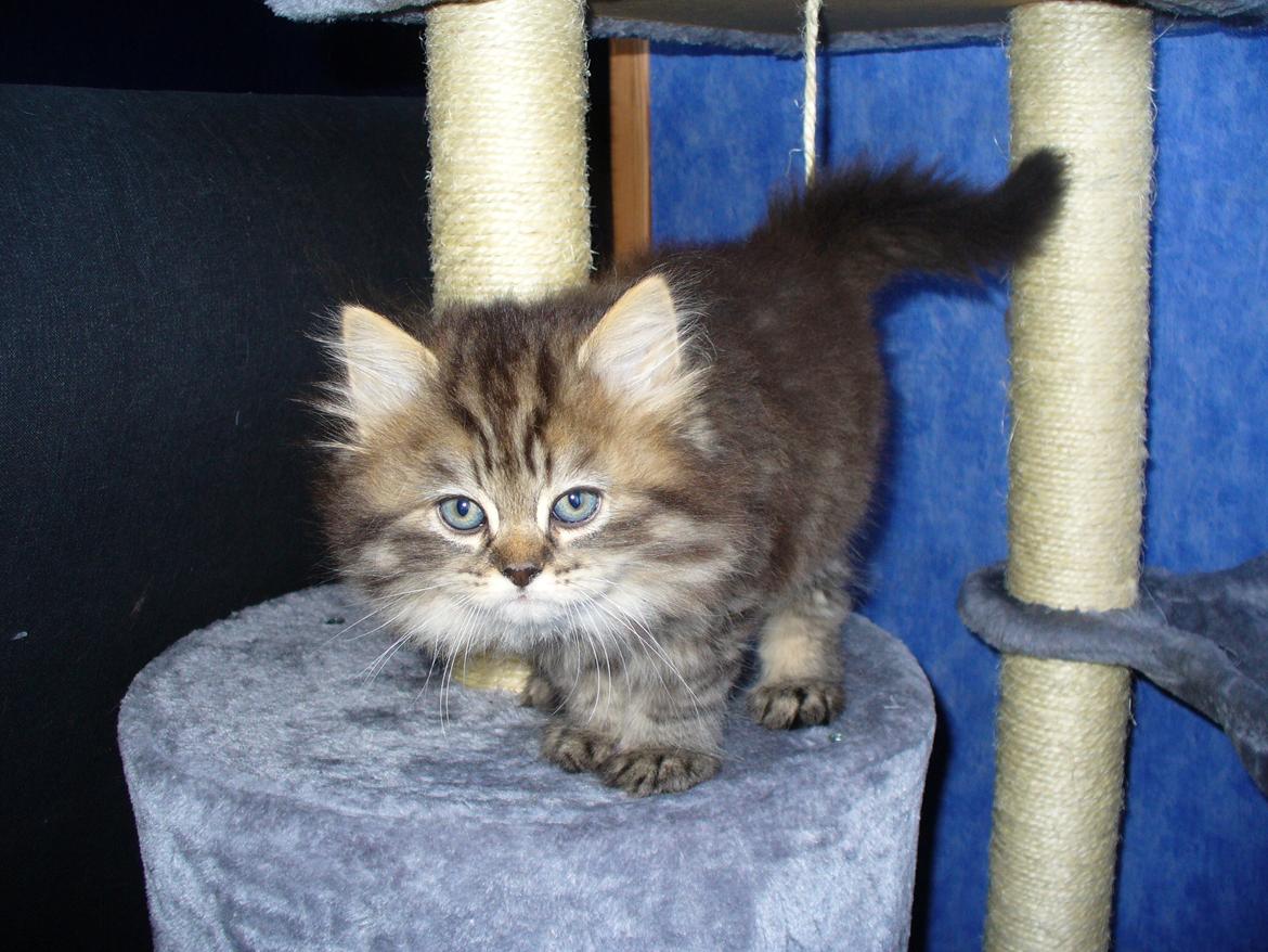 British Longhair Crazy Cute Cats Felix billede 31