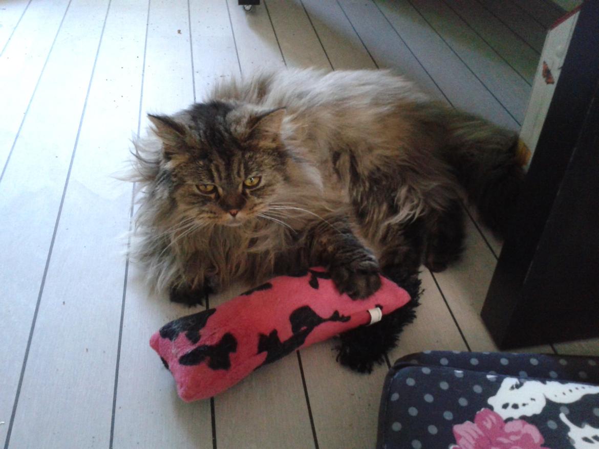 British Longhair Crazy Cute Cats Felix billede 16