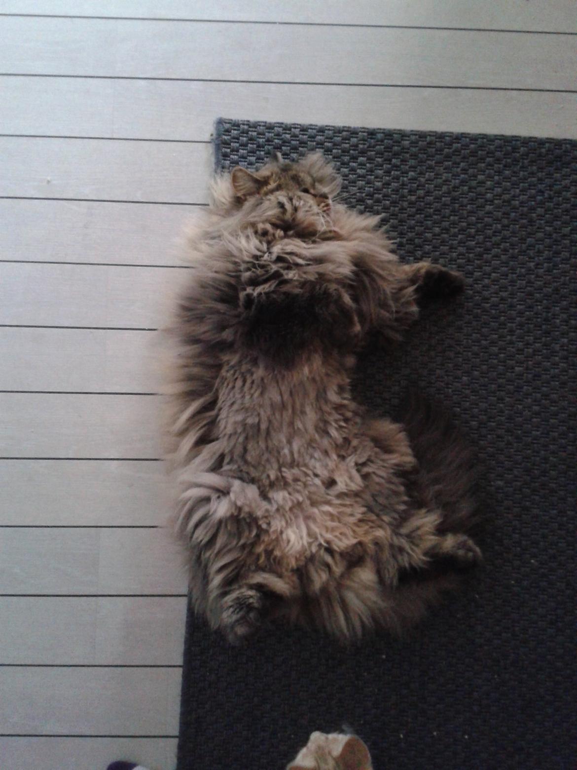 British Longhair Crazy Cute Cats Felix billede 17