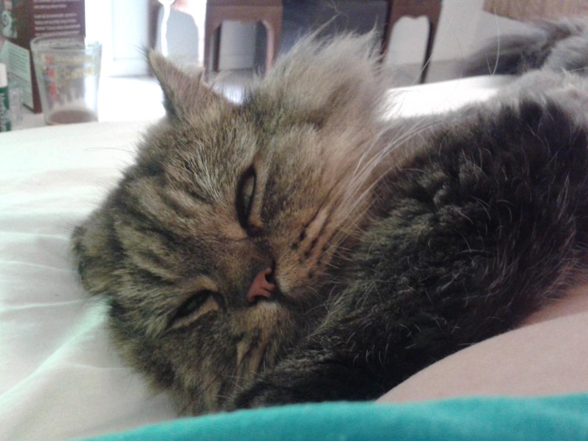 British Longhair Crazy Cute Cats Felix billede 18