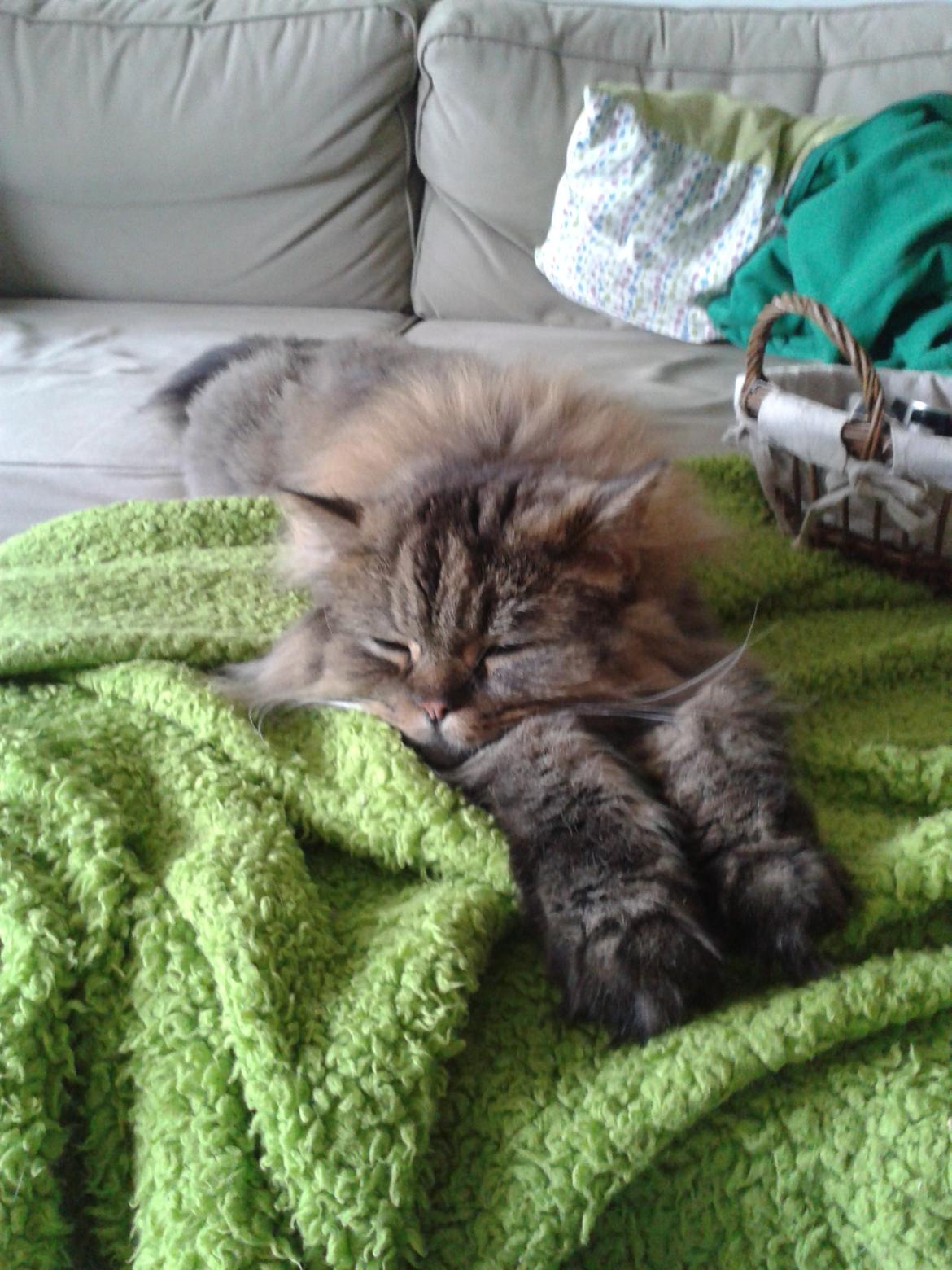 British Longhair Crazy Cute Cats Felix billede 14