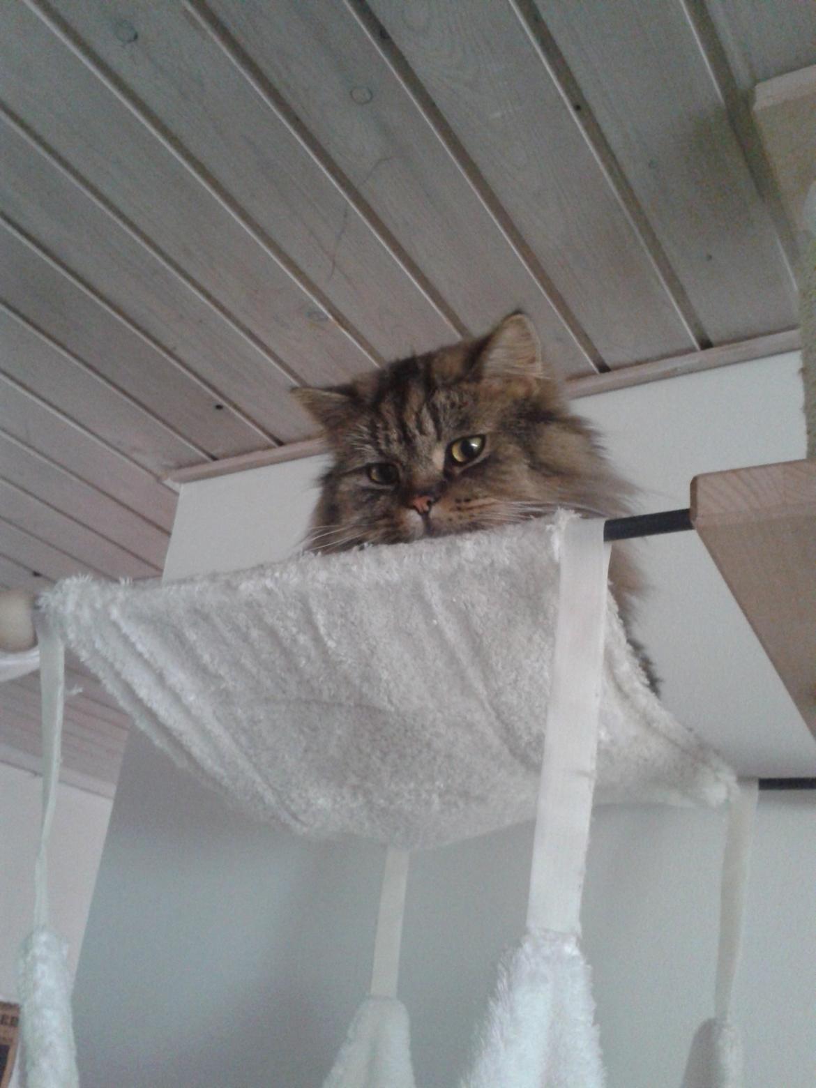 British Longhair Crazy Cute Cats Felix billede 19