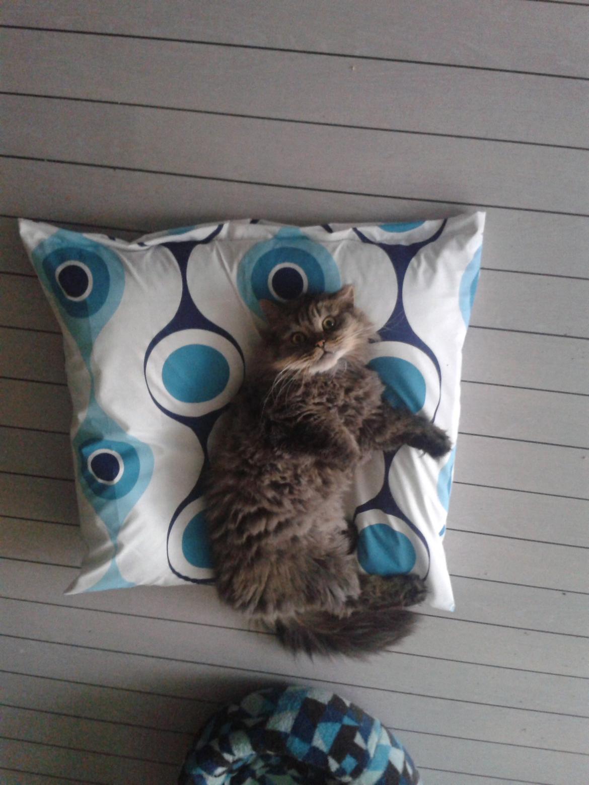 British Longhair Crazy Cute Cats Felix billede 13