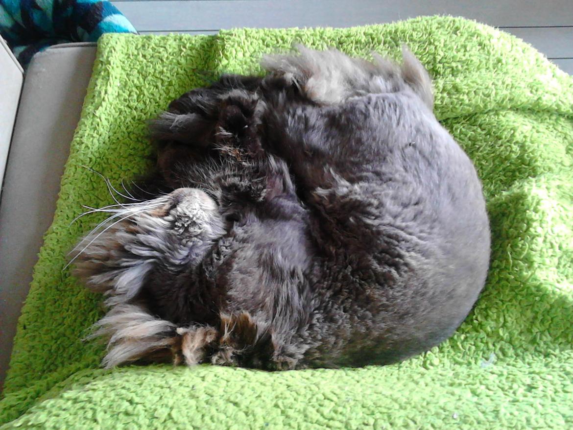 British Longhair Crazy Cute Cats Felix billede 21