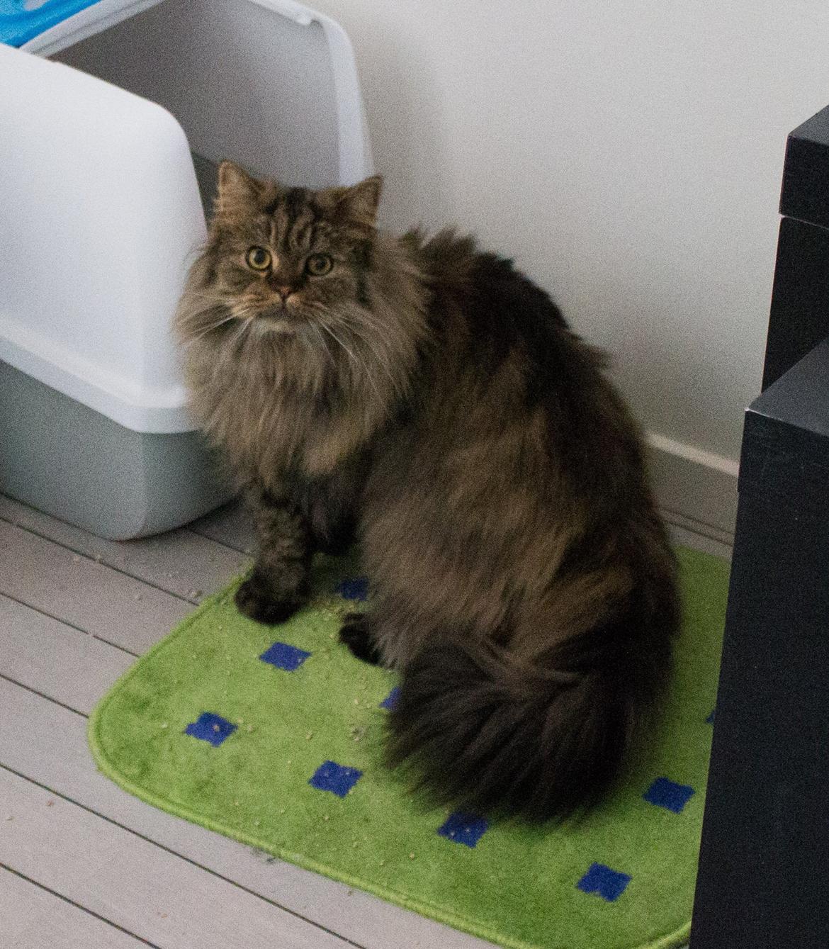 British Longhair Crazy Cute Cats Felix billede 20