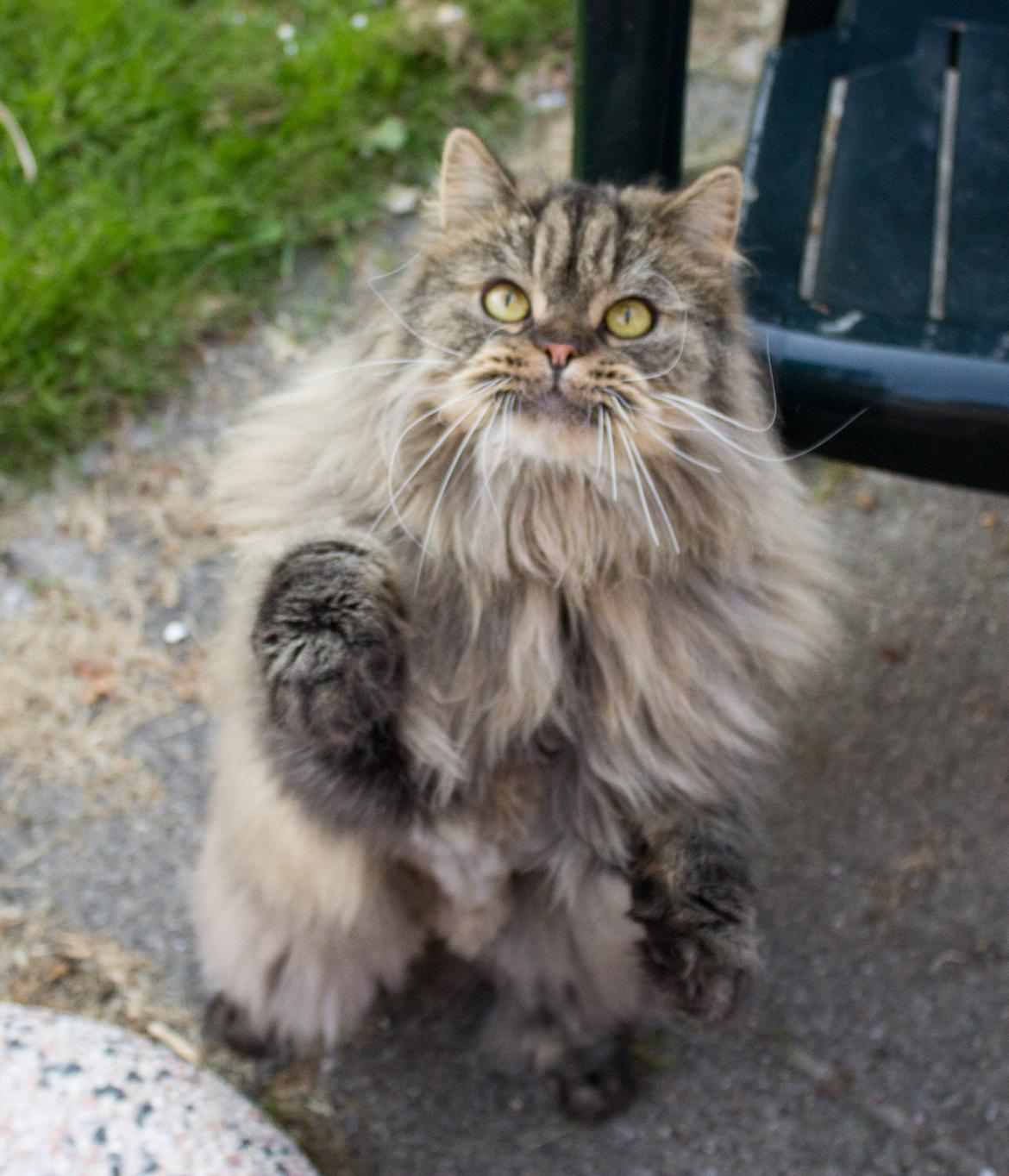 British Longhair Crazy Cute Cats Felix billede 23