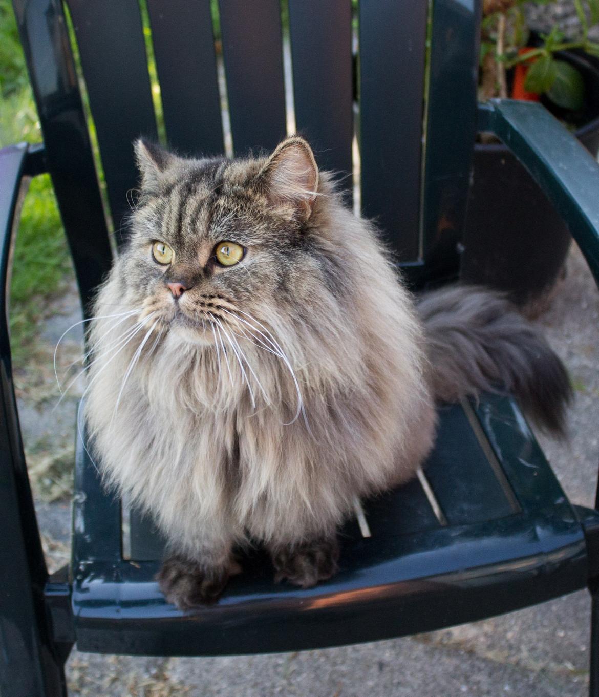 British Longhair Crazy Cute Cats Felix billede 24
