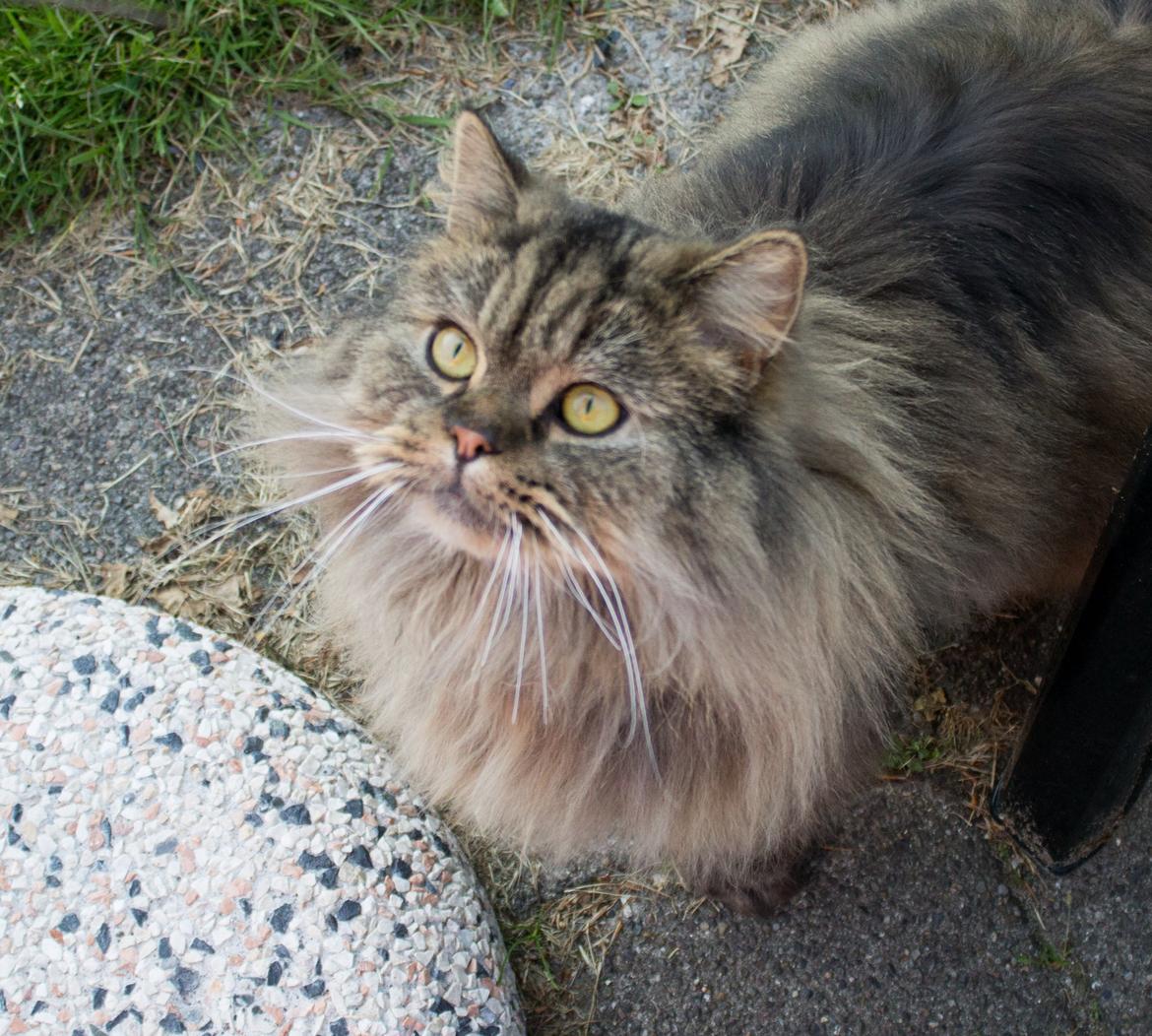 British Longhair Crazy Cute Cats Felix billede 22