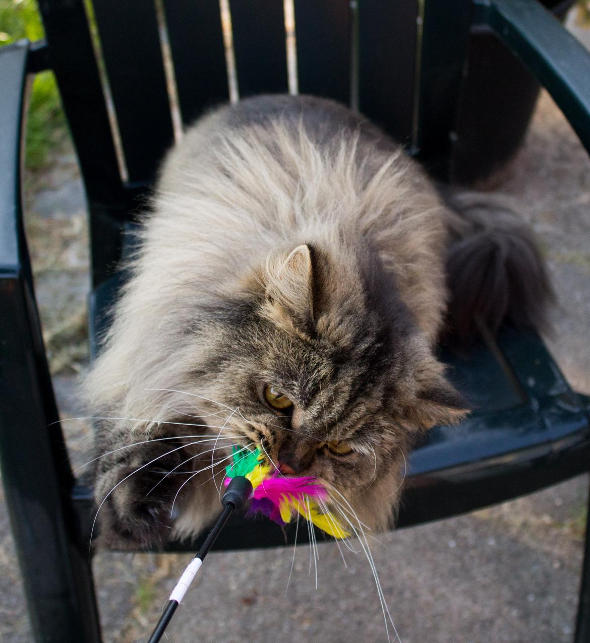 British Longhair Crazy Cute Cats Felix billede 25