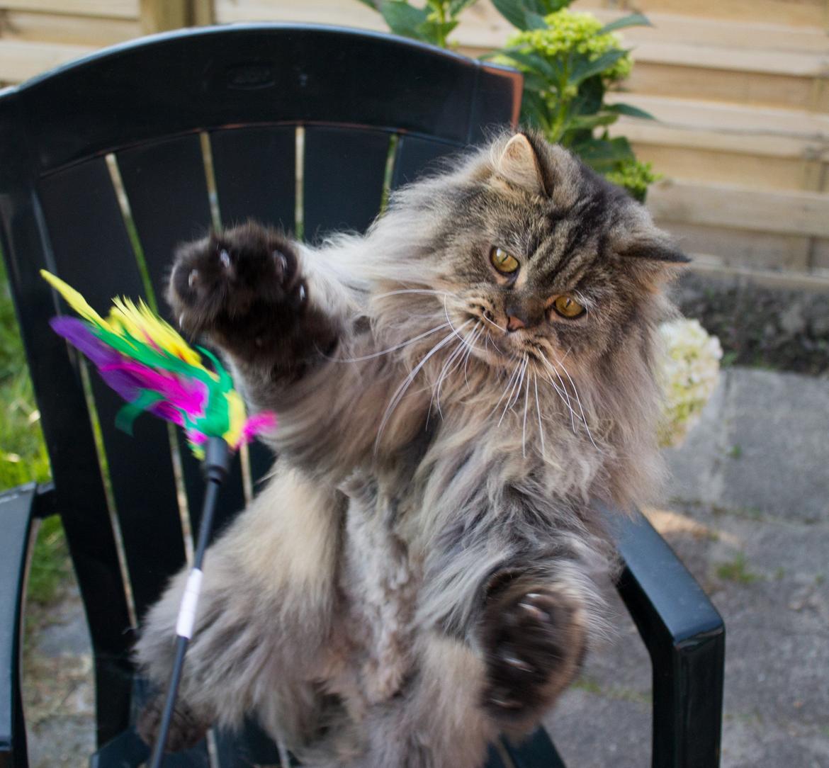 British Longhair Crazy Cute Cats Felix billede 26