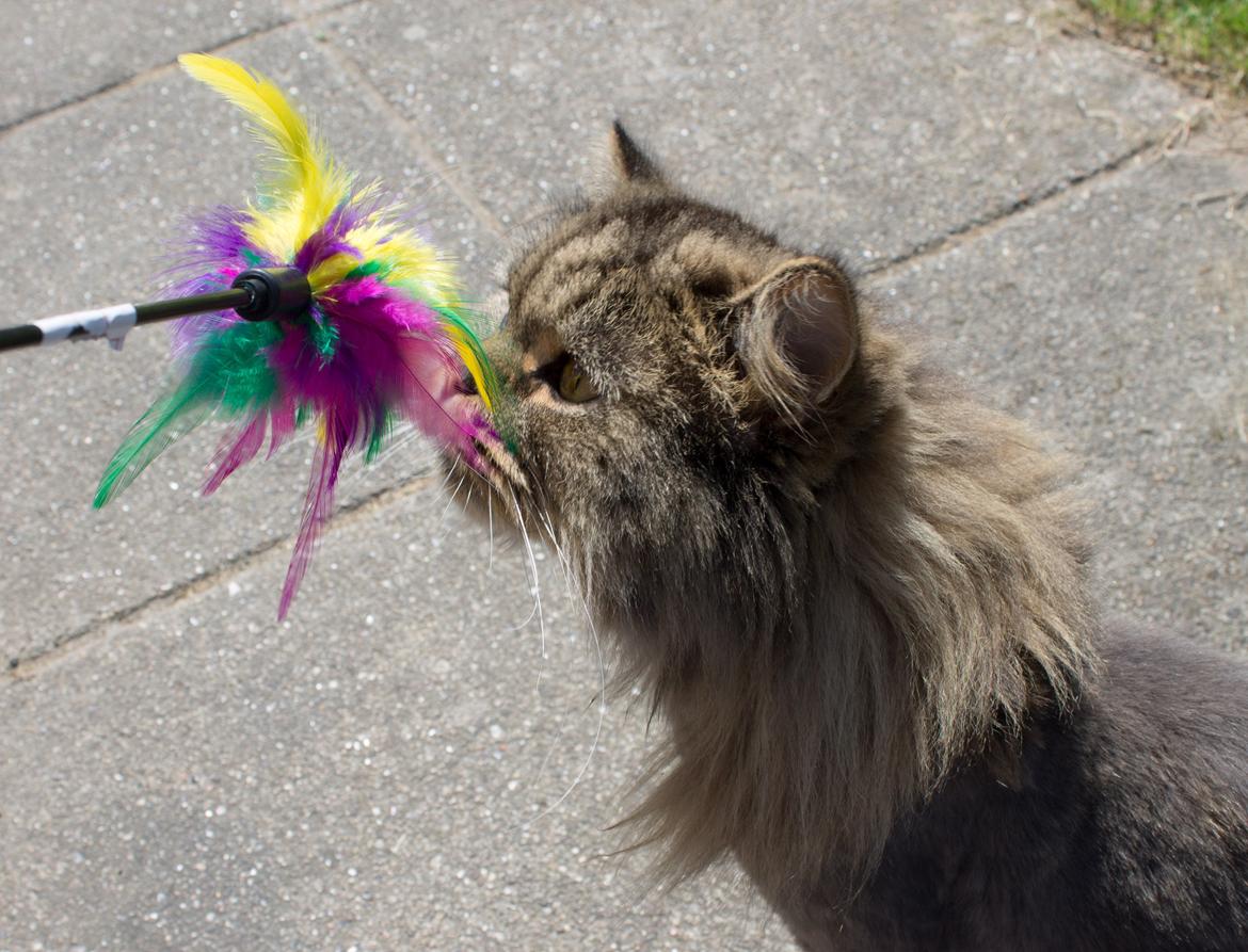 British Longhair Crazy Cute Cats Felix billede 27