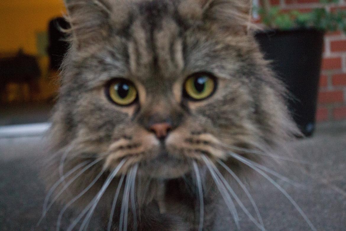 British Longhair Crazy Cute Cats Felix billede 28