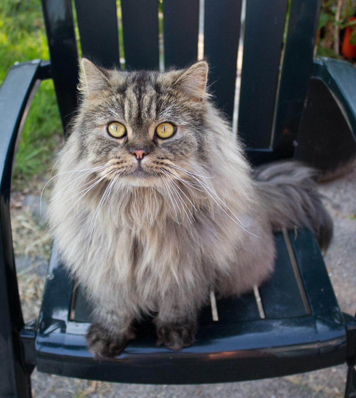 British Longhair Crazy Cute Cats Felix billede 6
