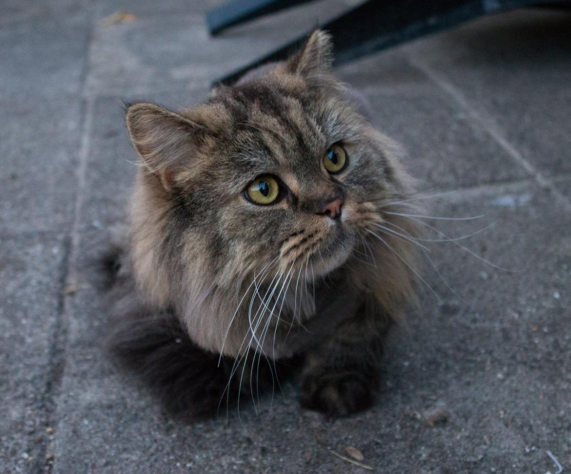 British Longhair Crazy Cute Cats Felix billede 29