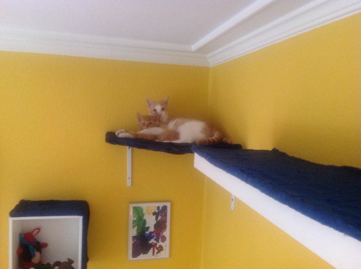 Huskat Simba billede 18