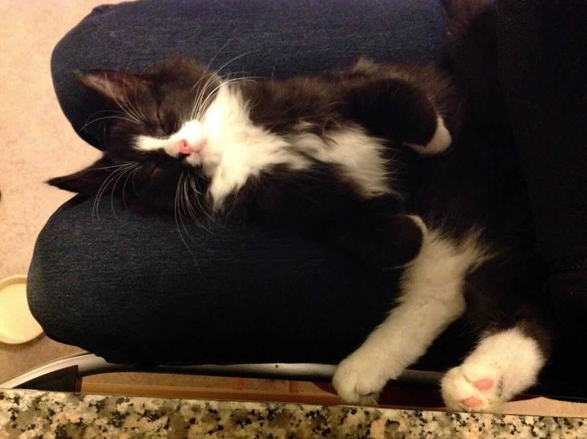 Blanding af racer Benjamin billede 13