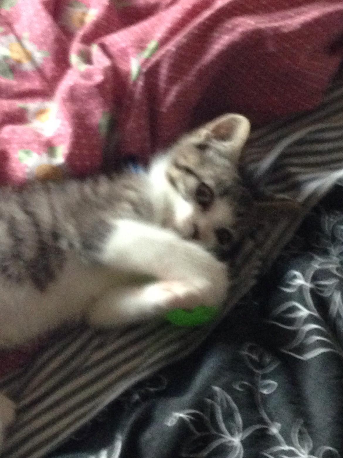 Huskat Høker billede 2