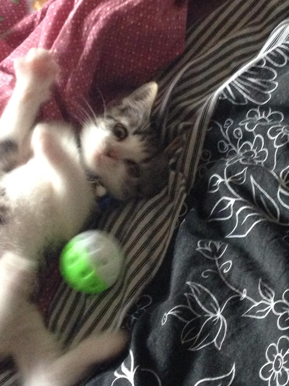 Huskat Høker billede 3